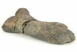 Fossil Hadrosaur Cervical Vertebra Postzygapophysis - Montana #265983-1